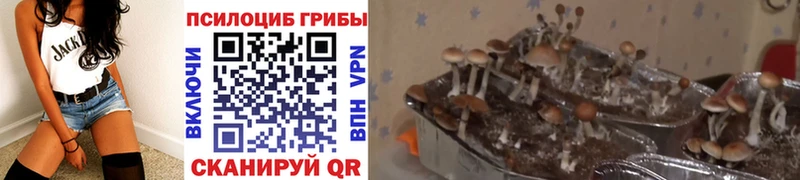Галлюциногенные грибы Psilocybe Чебаркуль